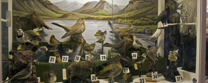 Natural Museum In Olafsfjordur